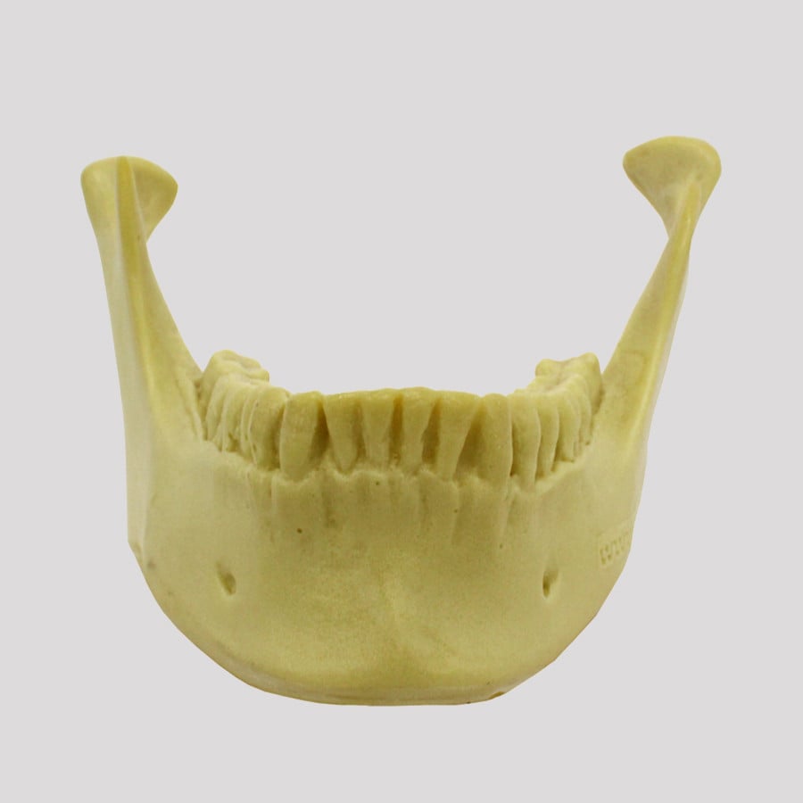 https://ossos.com.br/media/catalog/product/cache/1/image/9df78eab33525d08d6e5fb8d27136e95/4/0/4013-3-mandibula-com-todos-os-dentes-para-cranio-9001-nacional-ossos-artificiais-jau-sp-brasil-03_1.jpg