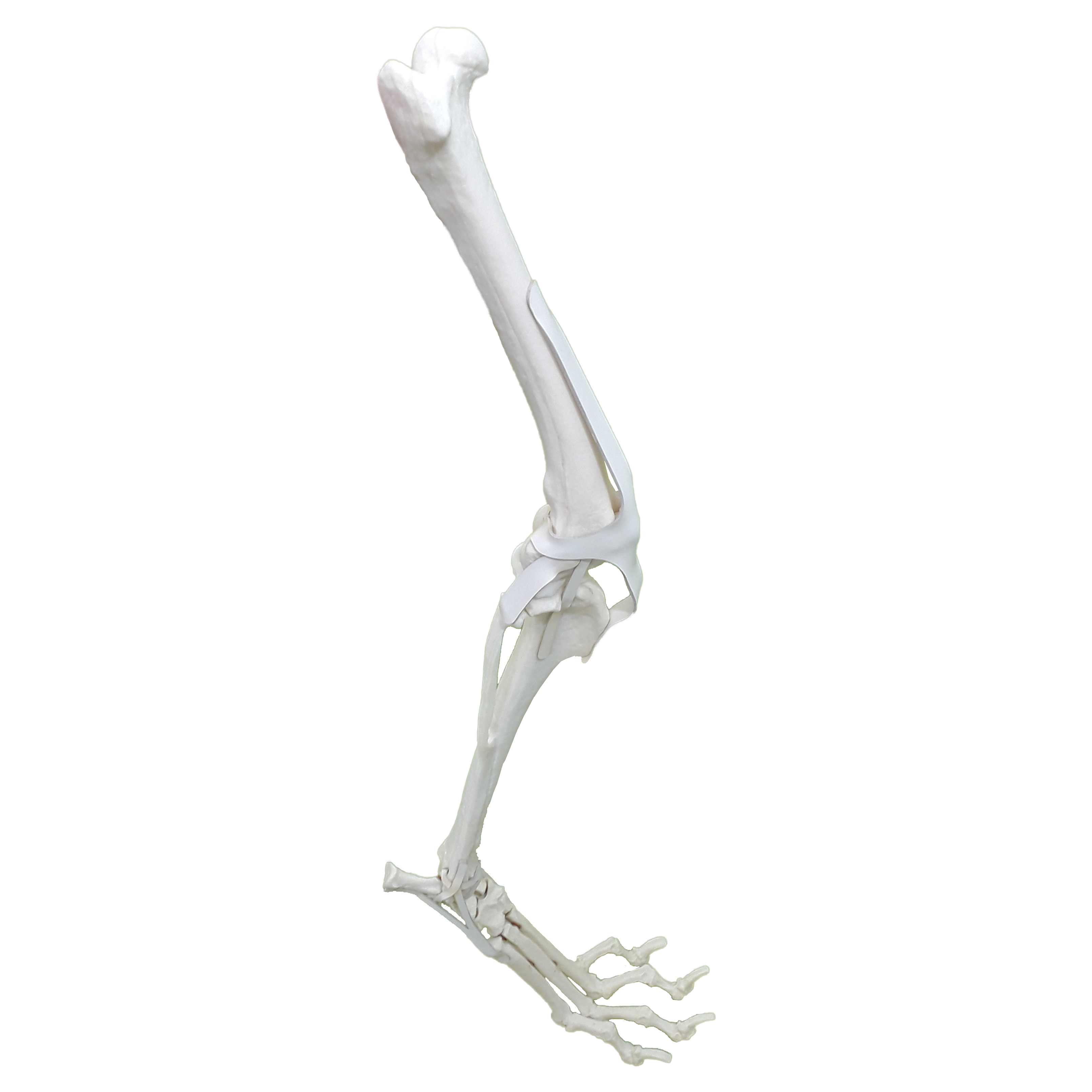 Membro Posterior Direito Completo Canino | Nacional Ossos AV680