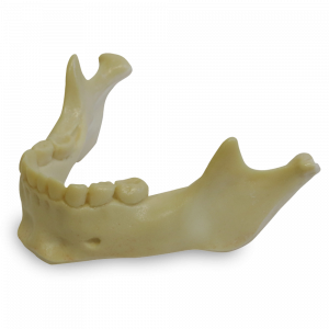 MANDÍBULA COM TODOS OS DENTES INFANTIL - cód. 4013-1