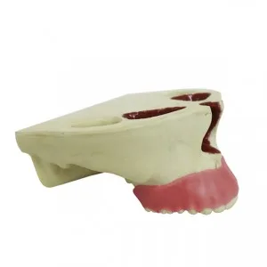 MAXILA COM TODOS OS DENTES E GENGIVA PERIODONTAL - cód. 4050 G