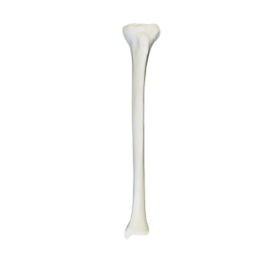 TIBIA DIREITA COM CANAL MEDULAR - cód. 2031 B