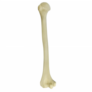ÚMERO DIREITO COM CANAL MEDULAR E ESPONJOSO - cód. 3012 BESP