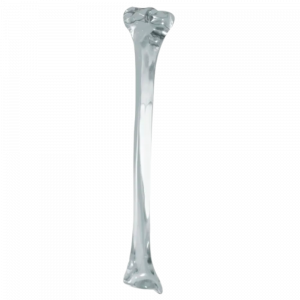 TIBIA ESQUERDA ACRILICO - cód. 2026A