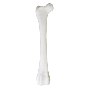 FÊMUR DIREITO - CÃO MÉDIO PORTE - cód. AV206D