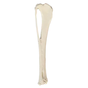 TÍBIA DIREITA COM CANAL MEDULAR E ESPONJOSO - CÃO GRANDE PORTE - cód. AV210ESP