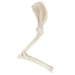MEMBRO DIREITO ANTERIOR COM CANAL MEDULAR E ESPONJOSO SEM CARPO - CÃO GRANDE PORTE - cód. AV710ESP