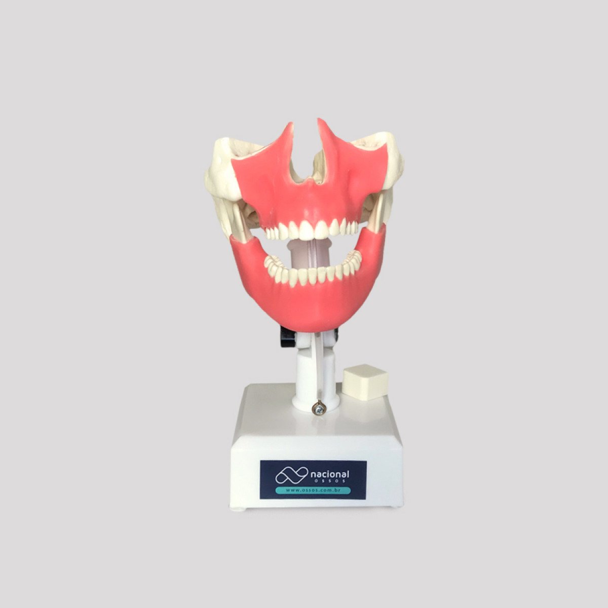 1 pçs dental baixo maxilar mandíbula tecido mandíbula anatômico