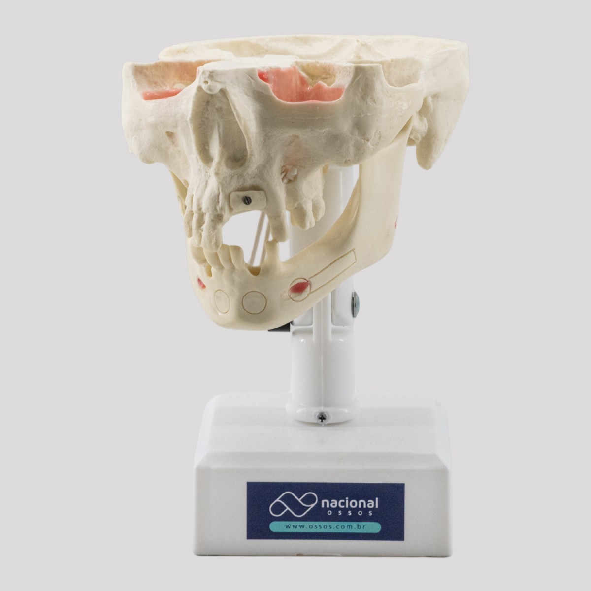 Manequim-trabalhado-para-odontologia-enxerto-ósseo-levantamento-seio-da-face-fabricado-por-nacional-ossos-artificial-jau-sp-brasil-5