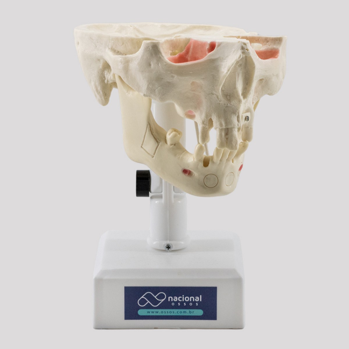 Manequim-trabalhado-para-odontologia-enxerto-ósseo-levantamento-seio-da-face-fabricado-por-nacional-ossos-artificial-jau-sp-brasil-5