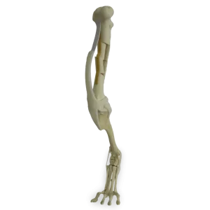 MEMBRO POSTERIOR COMPLETO COM FRATURA - CÃO GRANDE PORTE - cód. 9877