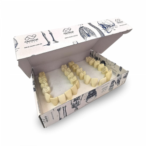 CONJUNTO DE 28 MACRO DENTES PARA ESCULTURA - cód. 12642