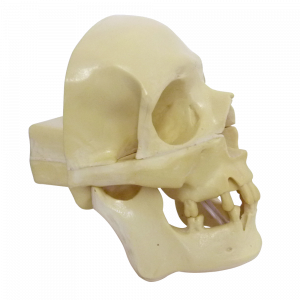 CRÂNIO FRONTAL COM ALGUNS DENTES - cód. 9004