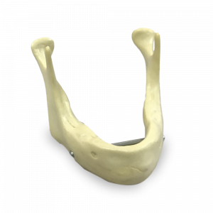 MANDIBULA EDENTULA COM BARRA PARA SUPORTE - cód. 4010B