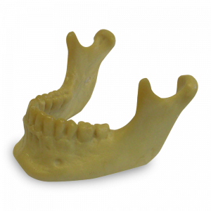 MANDÍBULA COM TODOS OS DENTES EXTRA DURA - cód. 4013D