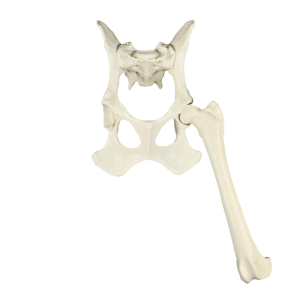 BACIA FIXA + FÊMUR ESQUERDO  ESPONJOSO - CÃO GRANDE PORTE - cód. AV670ESP