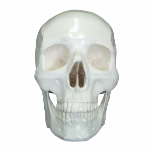 CRÂNIO FRONTAL COM TODOS OS DENTES - cód. 9003