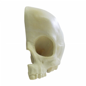 CRANIO INFANTIL OCO LONGITUDINAL ESQUERDO - cód. 9015 -3