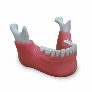 MANDÍBULA COM TODOS OS DENTES E LINHA GENGIVAL - cód. P 4013 GT