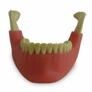 MANDÍBULA COM TODOS OS DENTES E GENGIVA - cód. 4013 GT