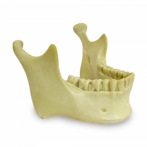 MANDÍBULA COM TODOS OS DENTES P/ CRÂNIO 9001 - cód. 4013-3 
