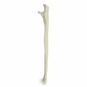 ULNA ESQUERDA - cód. 1002