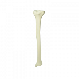 TIBIA ESQUERDA COM CANAL MEDULAR E ESPONJOSO - cód. 1011