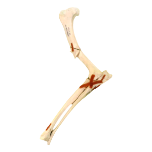 COTOVELO DIREITO COM FRATURA DISTAL - CÃO GRANDE PORTE - cód. 10514