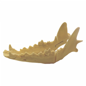 MANDÍBULA COM 2 FRATURAS - CÃO GRANDE - cód. 11365