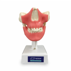 MANEQUIM COM DENTES (13, 23, 18, 28, 38 E 48) INCLUSOS E GENGIVA - cód. 11491 GT
