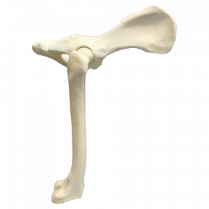 FÊMUR DIREITO ESPONJOSO COM PELVIS- CÃO GRANDE - cód. 12244