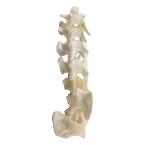 COLUNA CERVICAL - GATO - cód. 12245