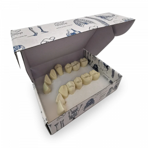 CONJUNTO DE 14 MACRO DENTES PARA ESCULTURA - cód. 12643