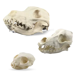 KIT CRÂNIO VETERINÁRIO - cód. 13154