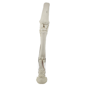 15260 - MEMBRO ANTERIOR COM FRATURA  – E - CAVALO