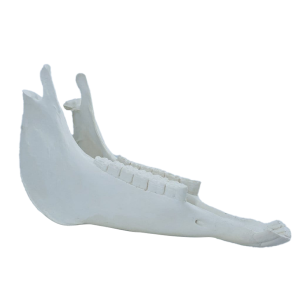  15621 - MANDIBULA EQUINA