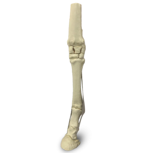 15754 - MEMBRO ANTERIOR  - E -  EQUINO