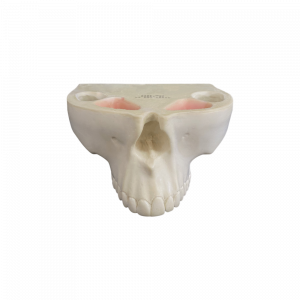 MAXILA COM TODOS OS DENTES - cód. 4016