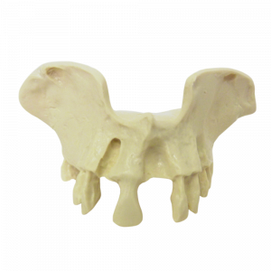 MAXILA PEQUENA COM ALGUNS DENTES - cód. 4030