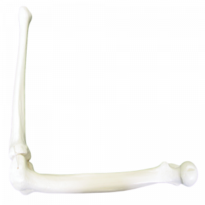 JOELHO ESQUERDO COM SIMULAÇÃO DE LIGAMENTOS - cód. 2040 BE