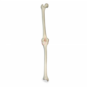 JOELHO DIREITO COM SIMULAÇAO DE LIGAMENTOS - cód. 2040 D