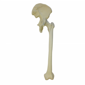 PELVIS COM FEMUR - cód. 2047 