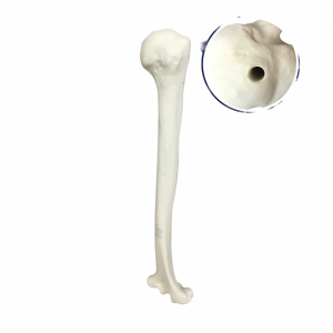 ÚMERO DIREITO COM CANAL MEDULAR - cód. 3012 B