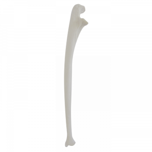 ULNA ESQUERDA - cód. 3020