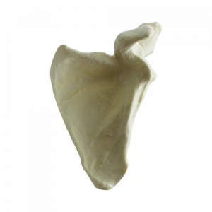 ESCÁPULA ESQUERDA - cód. 3024