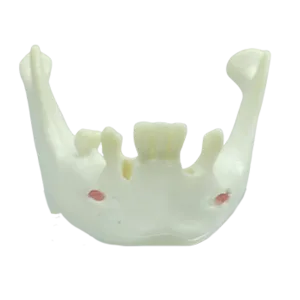 MANDÍBULA COM ALGUNS DENTES - cód. 4012 T