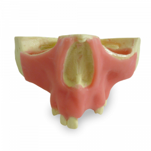 MAXILA COM ALGUNS DENTES E GENGIVA - cód. 4015 GT