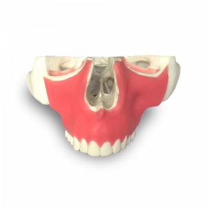 MAXILA COM TODOS OS DENTES E GENGIVA - cód. 4016GT