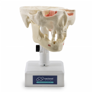 Manequim-trabalhado-para-odontologia-enxerto-ósseo-levantamento-seio-da-face-fabricado-por-nacional-ossos-artificial-jau-sp-brasil-5