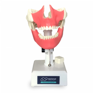 MANEQUIM COM TODOS OS DENTES E GENGIVA - cód. 4100 GT