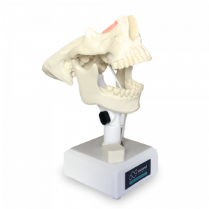 MANEQUIM COM TODOS OS DENTES - cód. 4100 T